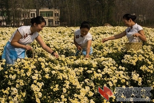 蒋场的菊花.JPG