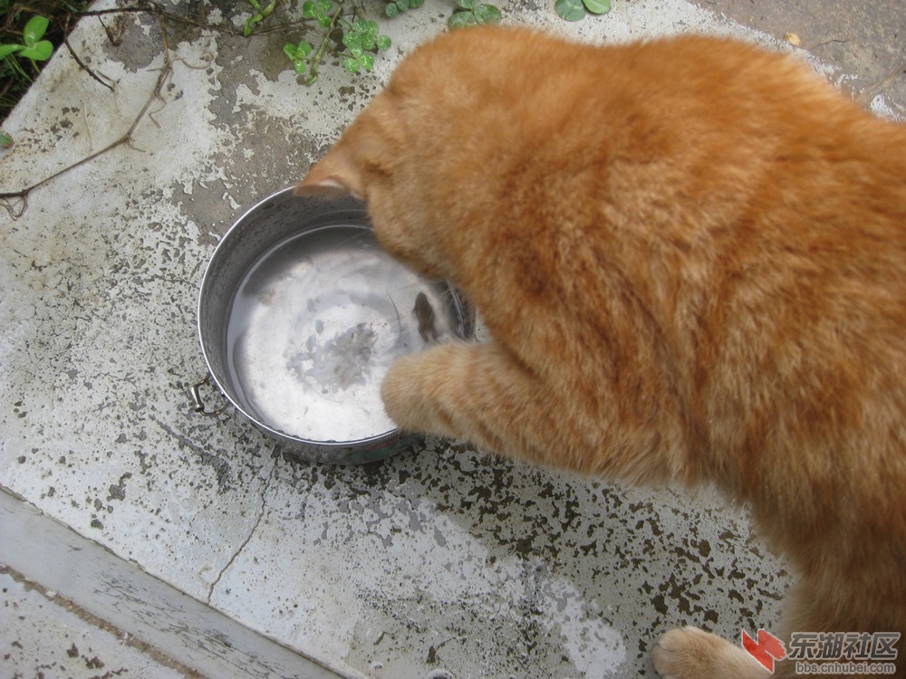 猫咪5.jpg