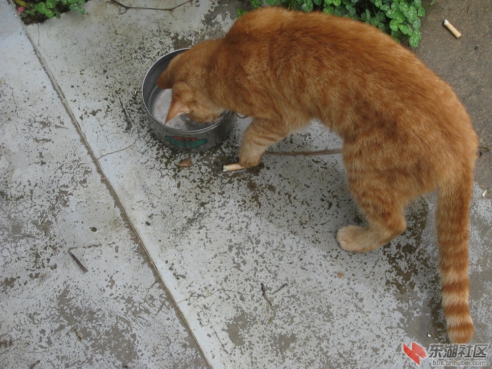 猫咪4.jpg