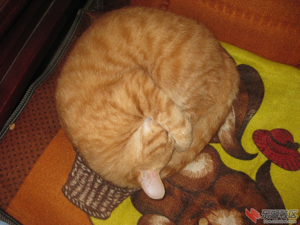 猫咪3.jpg