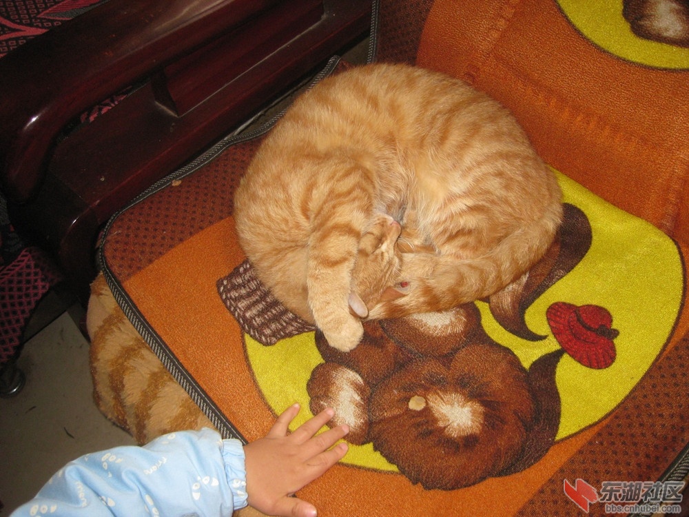 猫咪1.jpg