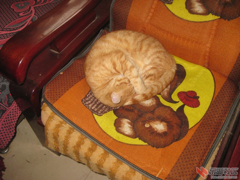 猫咪2.jpg