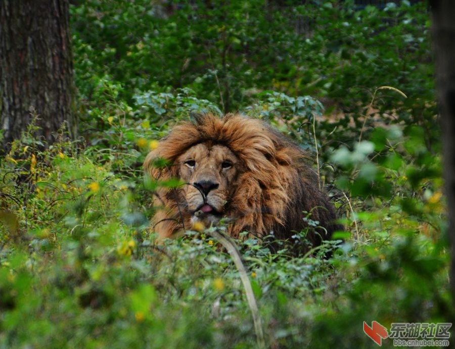 武漢九峰野生動物園近距離拍到的獅子