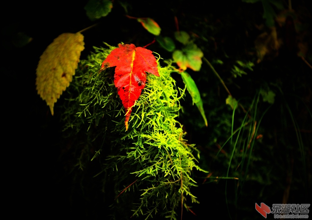 _DSC0910_副本.jpg
