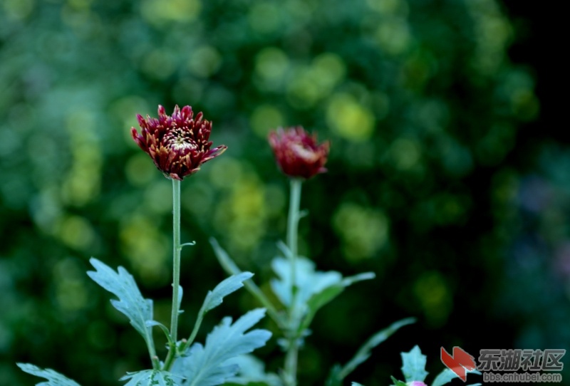 DSC_2957.JPG