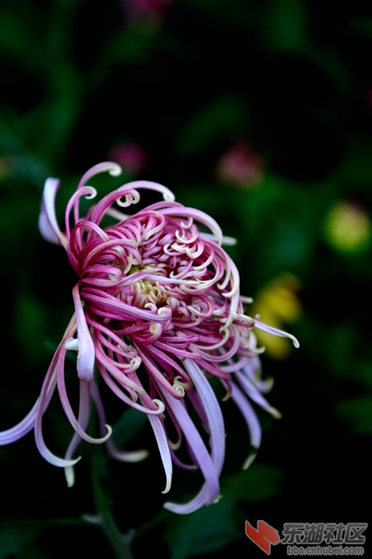 DSC_2960.JPG