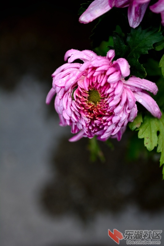 DSC_2974.JPG
