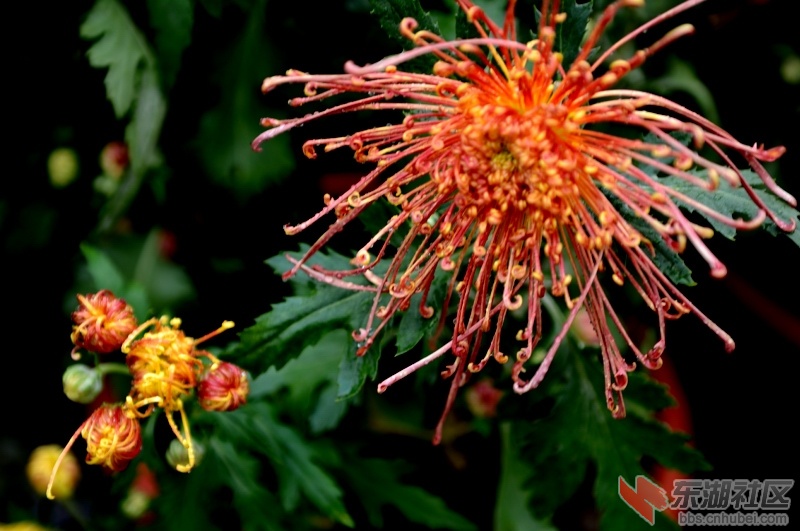 DSC_2976.JPG