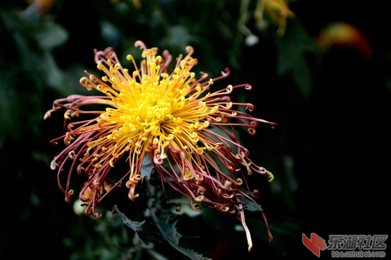 DSC_2977.JPG