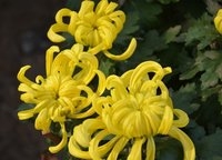 菊花_好搜百科_20150919_13087124031756866_000.jpg