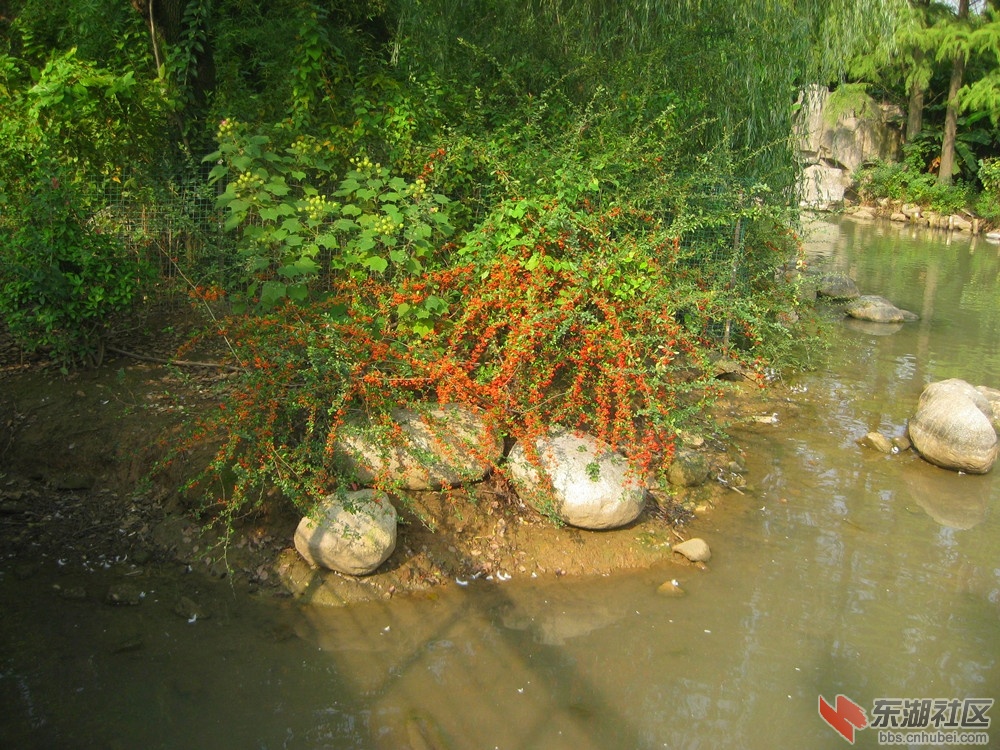 红果3.jpg