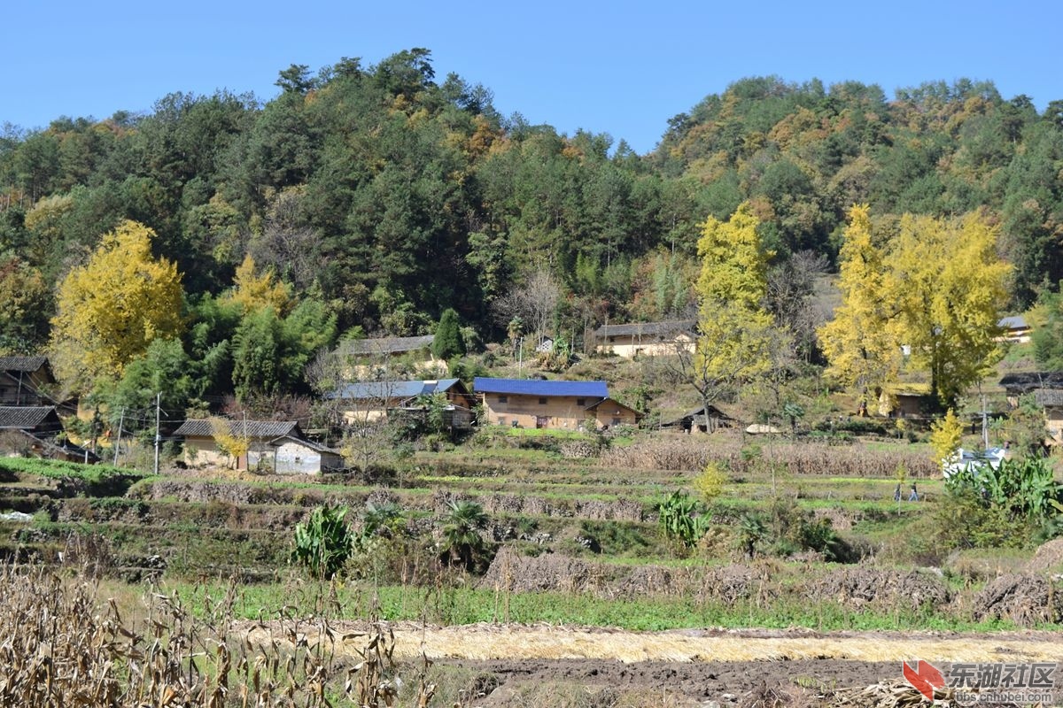 夷陵区雾渡河镇马卧泥村 观赏秋景