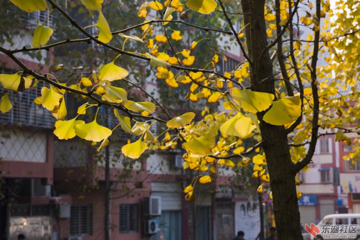 DSC_7138.jpg