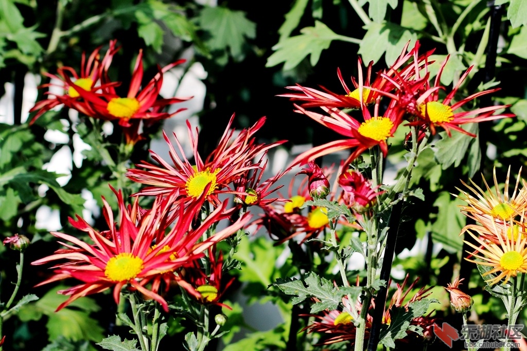 日本肥后菊.jpg