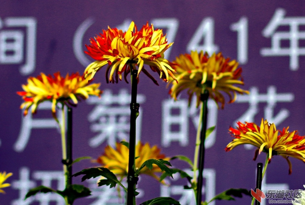 日本江户菊.jpg