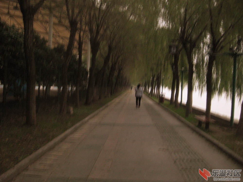 林间小道1.jpg
