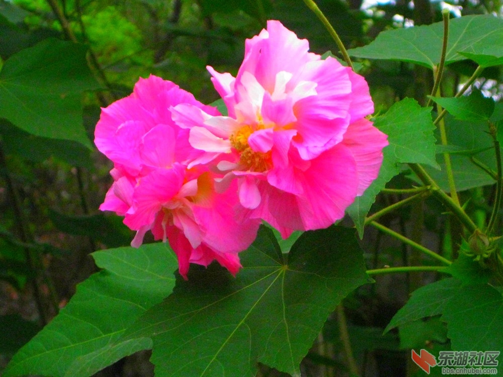 动物园花1.jpg