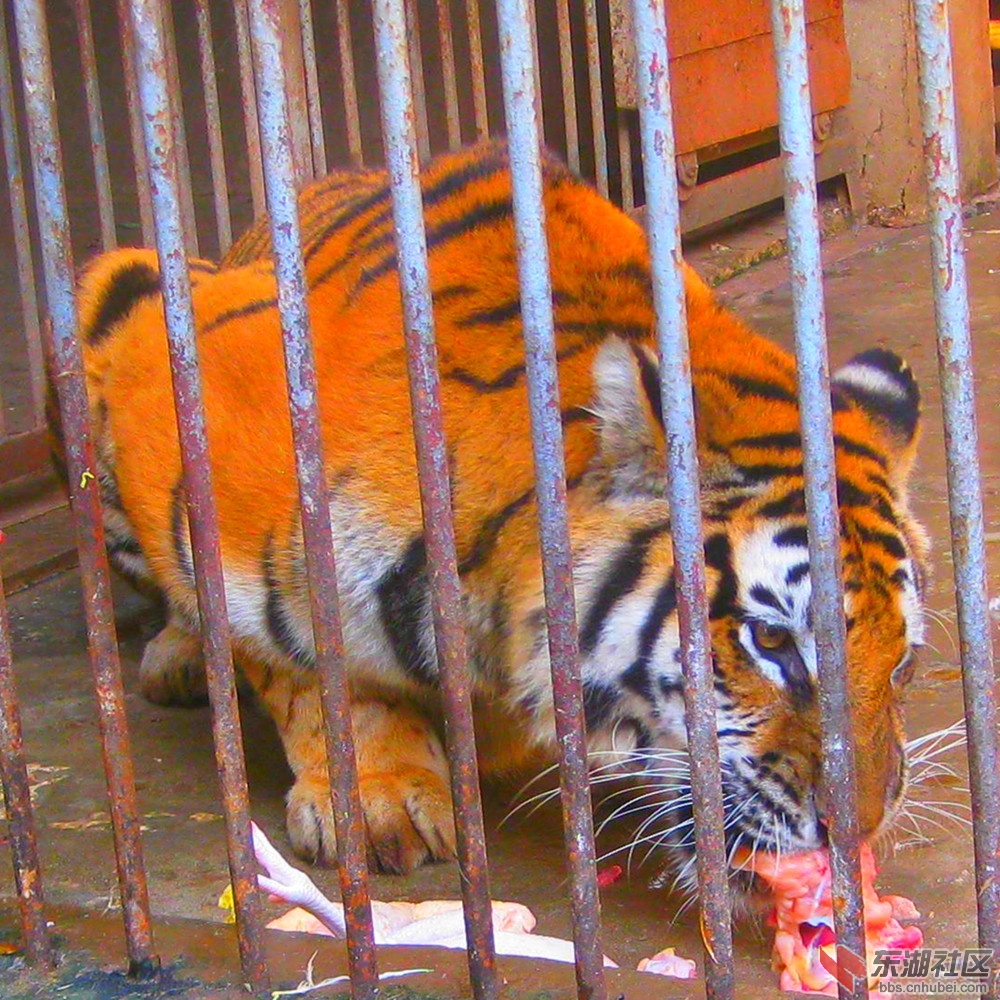 吃相8.jpg