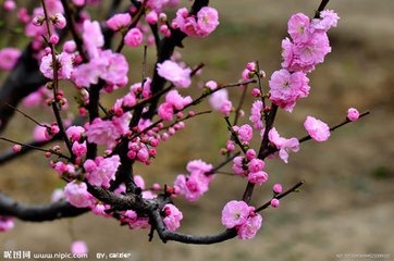 梅花_好搜图片_20151202_13093490352330000_000.jpg