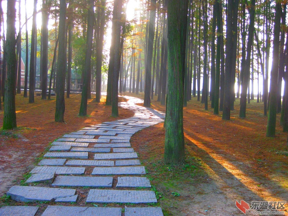 林间小道1.jpg