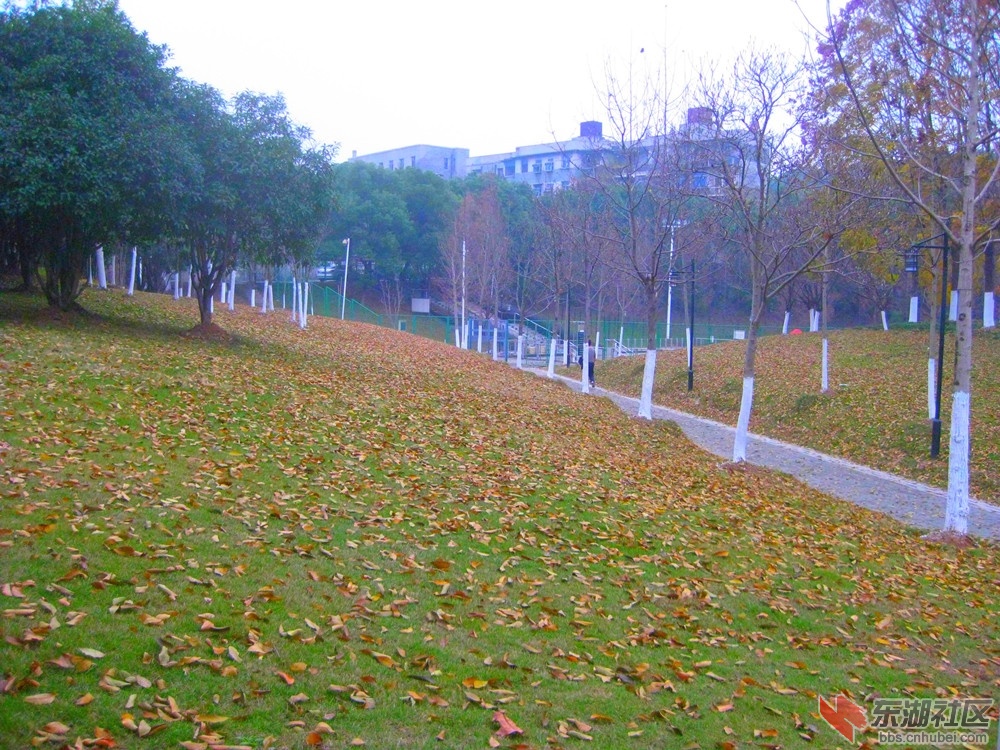 落叶归根1.jpg