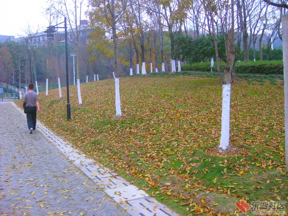 落叶根根2.jpg