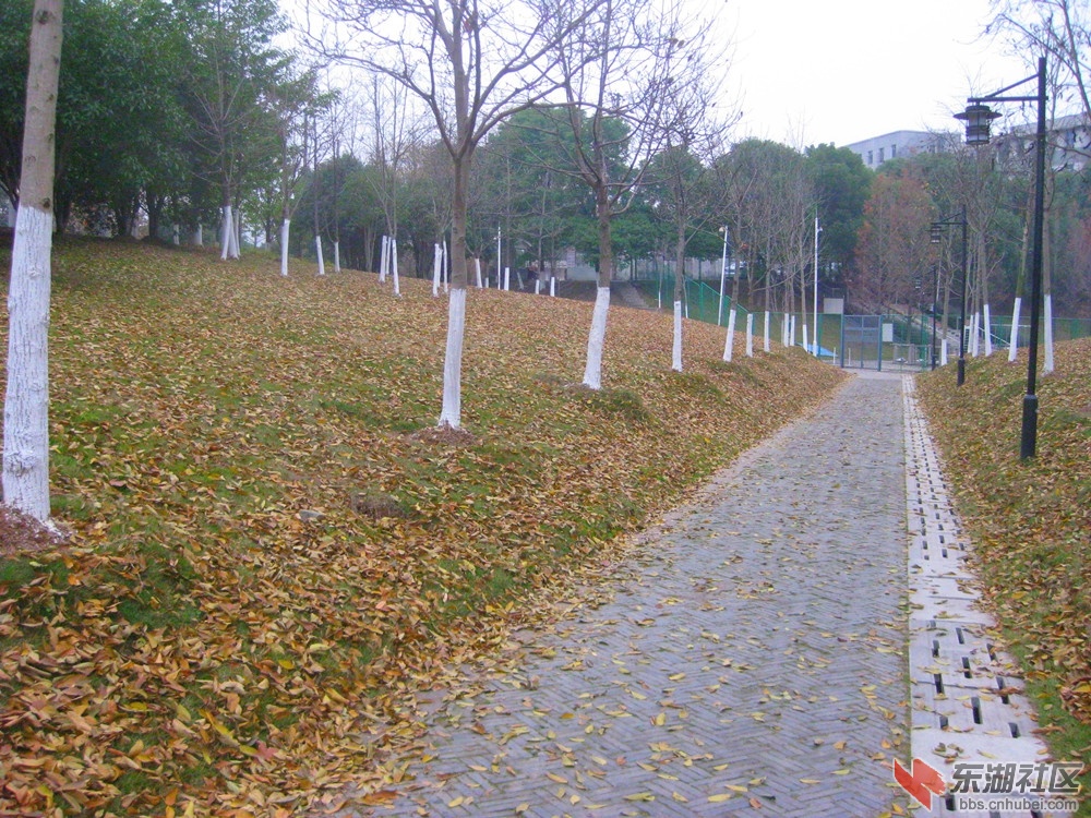 落叶归根.jpg