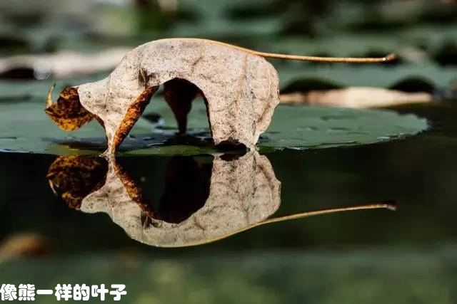 10像熊一样的叶子.jpg