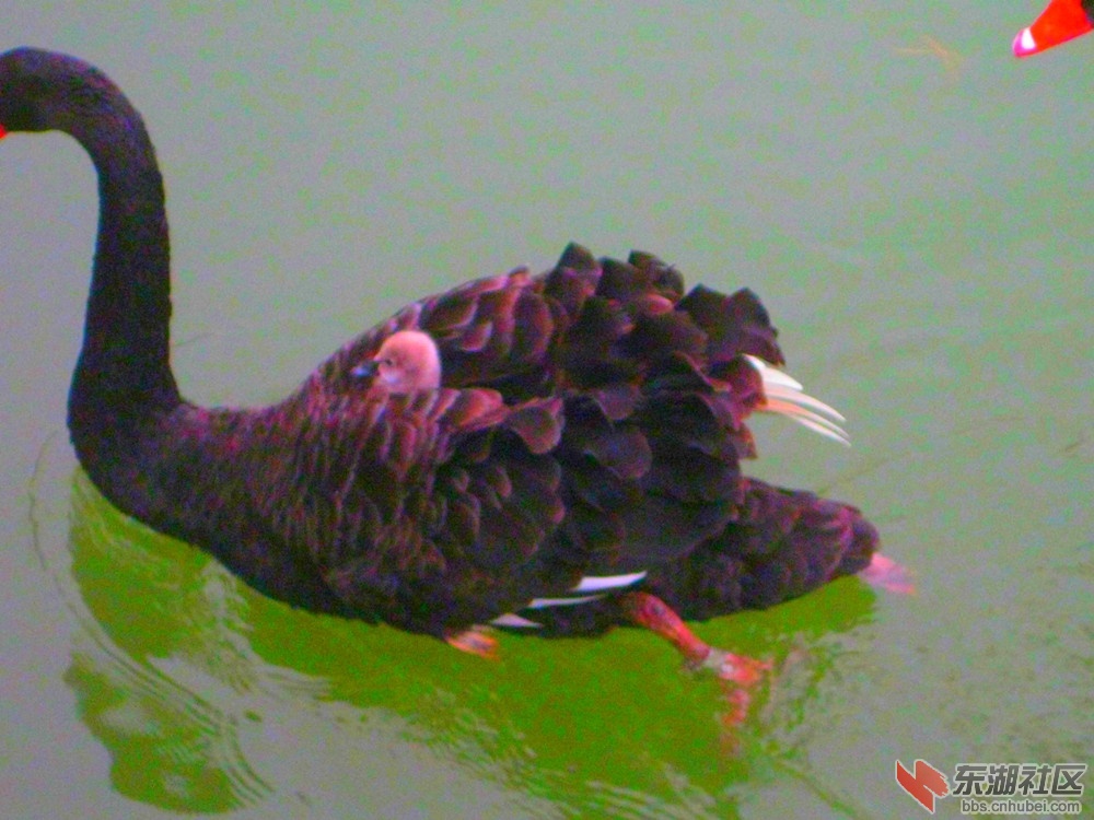 带子游泳5.jpg