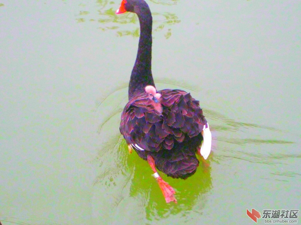带子游泳6.jpg