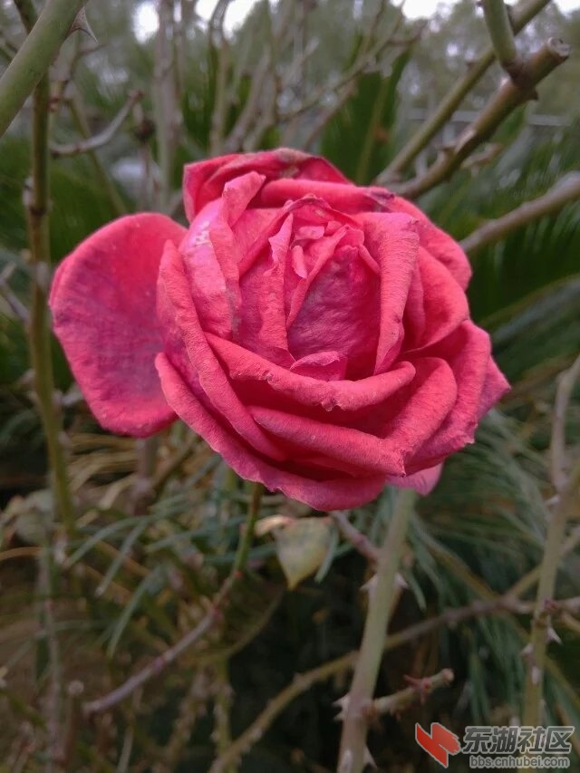 花3.jpg