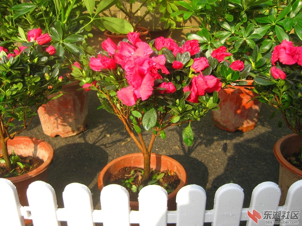 杜鹃花1.jpg