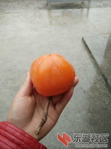 IMG20170109123159.jpg