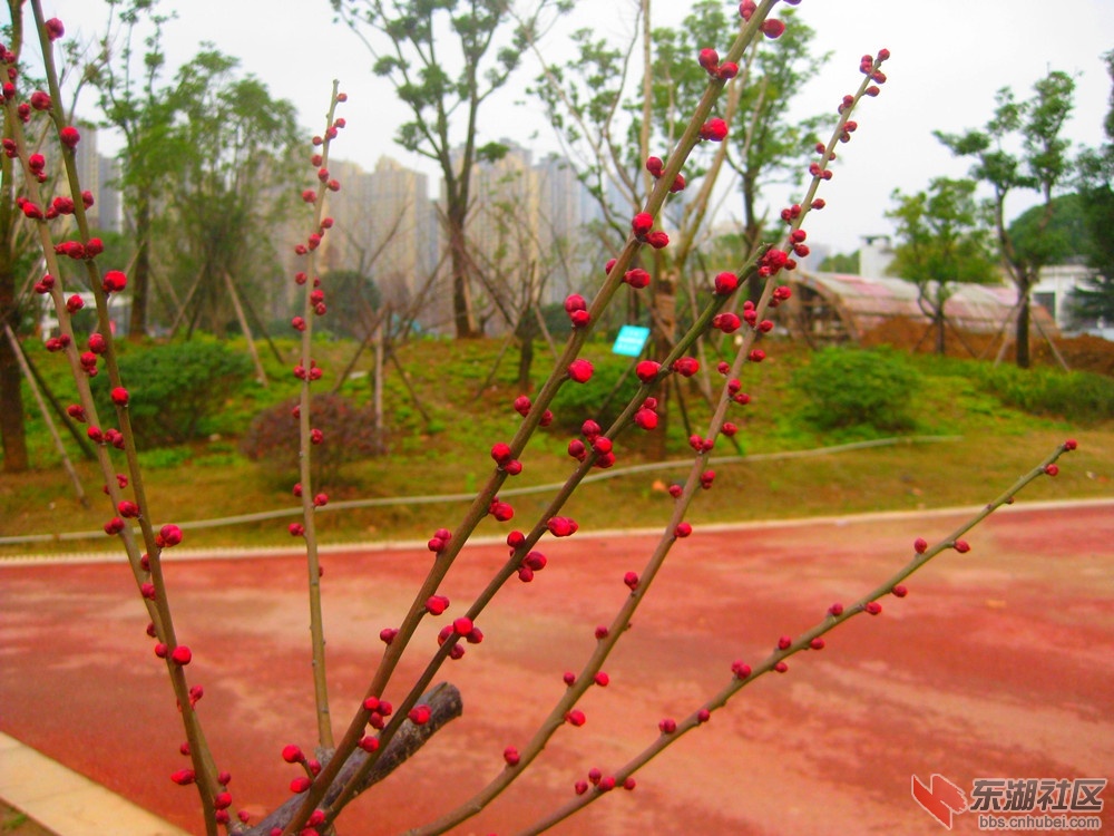 红梅4.jpg