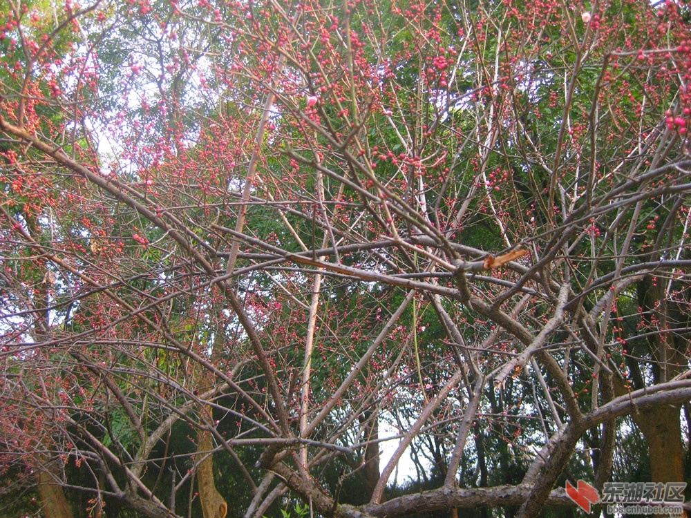 红梅1.jpg