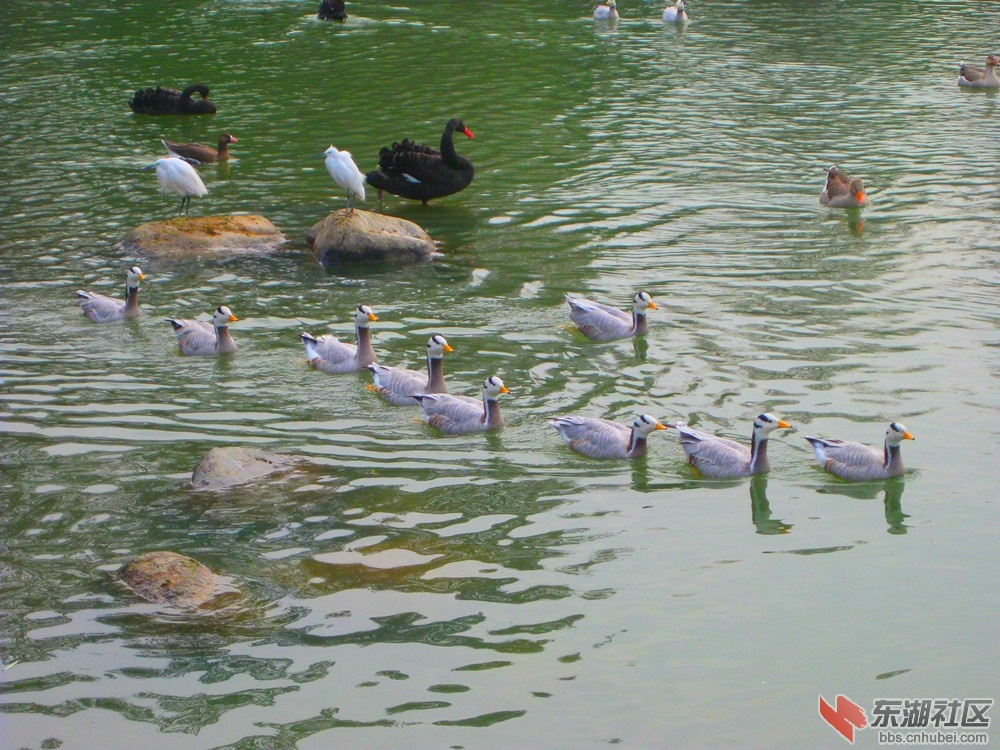 A游泳1.jpg