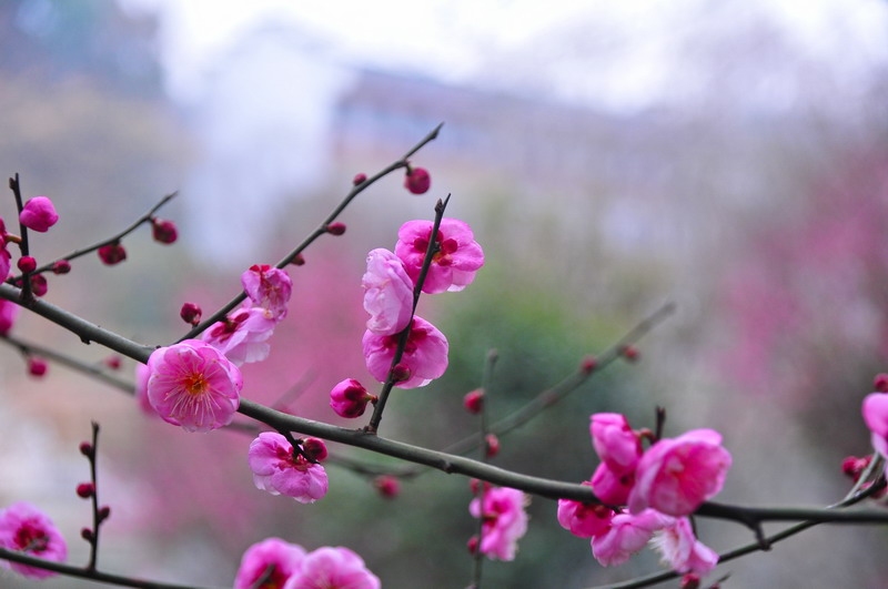 DSC_8497_缩小大小.JPG