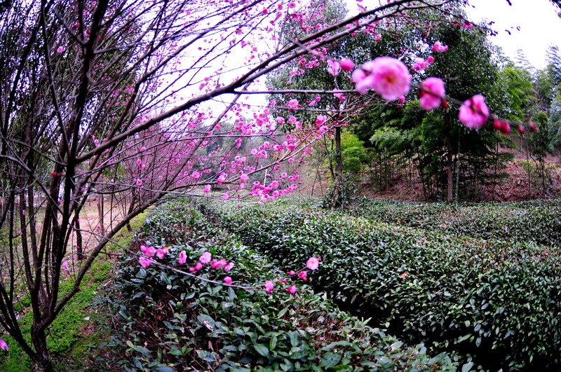 DSC_8516_缩小大小.JPG