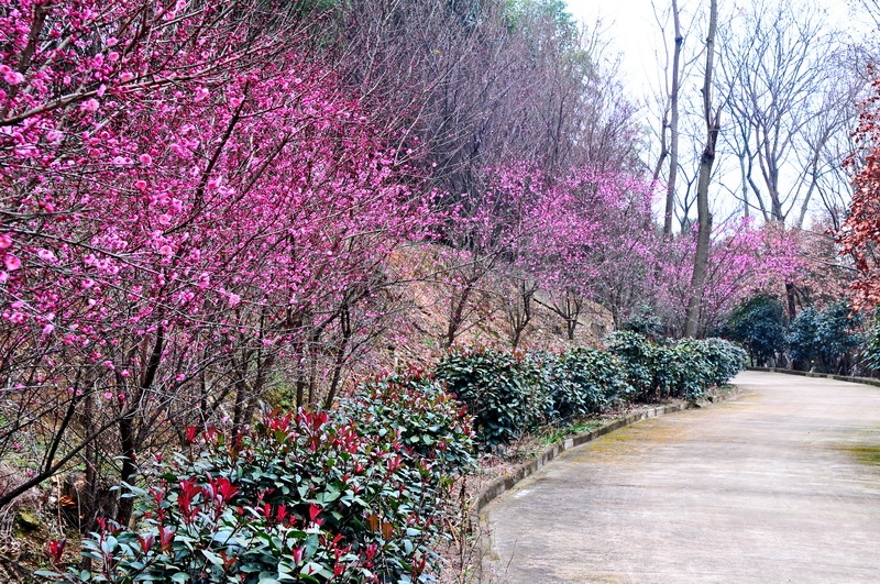 DSC_8532_缩小大小.JPG