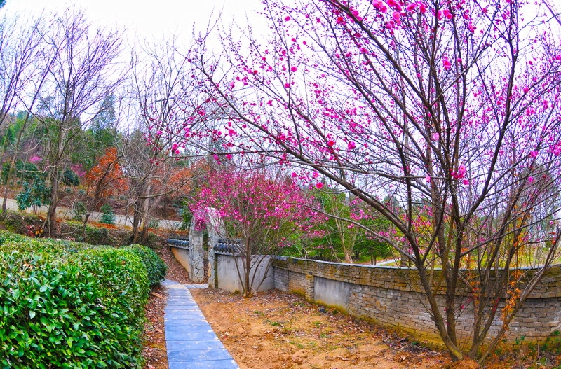 DSC_8543_缩小大小.JPG