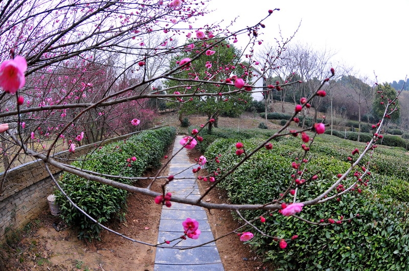 DSC_8547_缩小大小.JPG