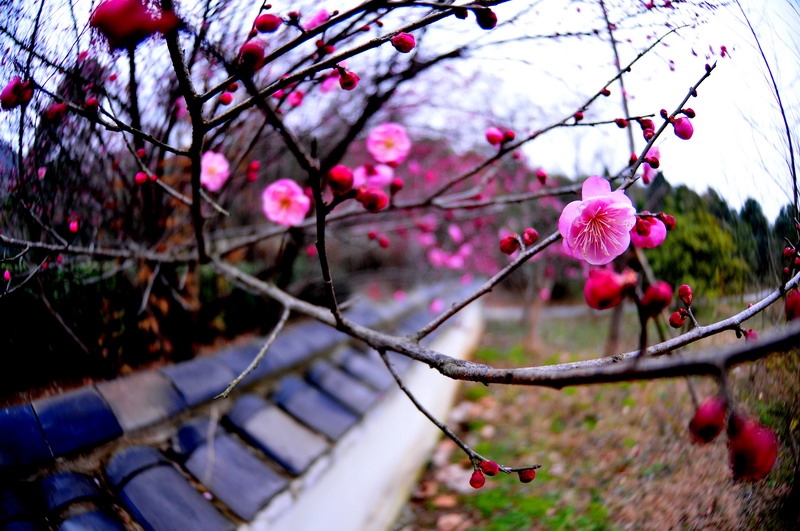 DSC_8553_缩小大小.JPG