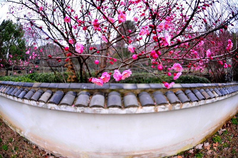 DSC_8558_缩小大小.JPG