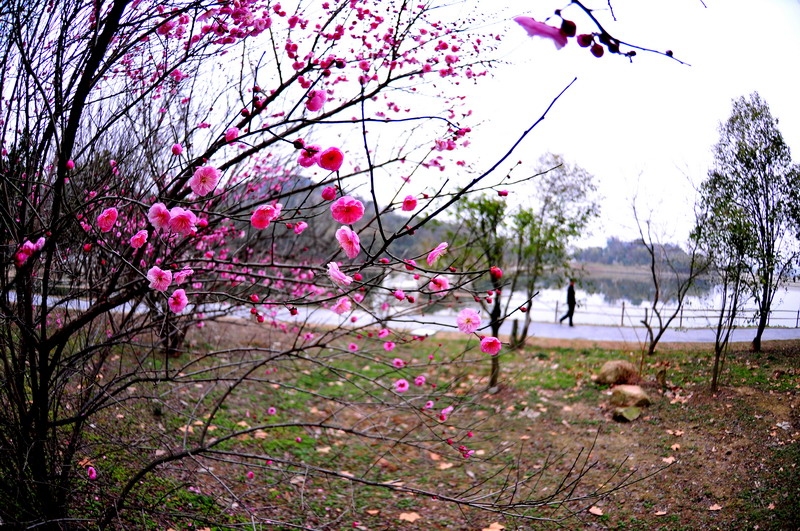 DSC_8563_缩小大小.JPG