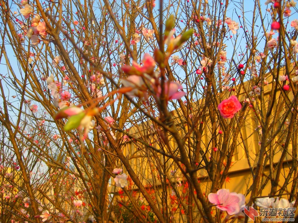 A梅花3.jpg