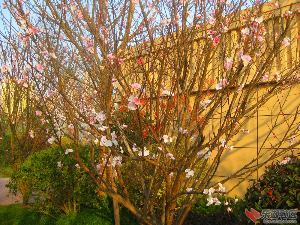 A梅花4.jpg