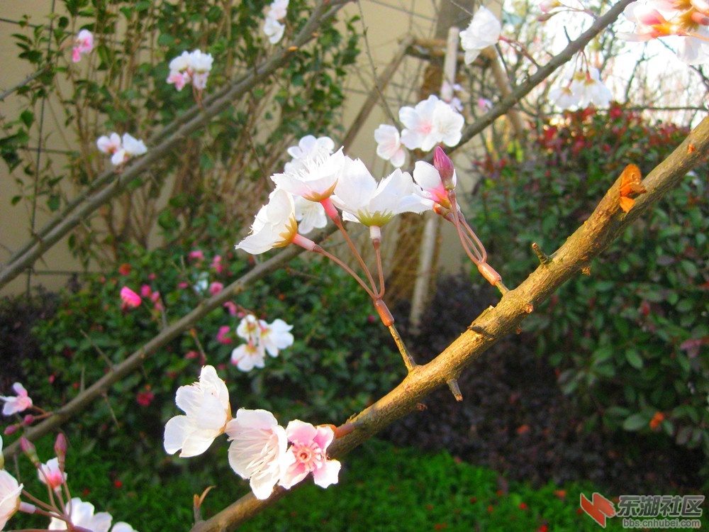 A梅花5.jpg