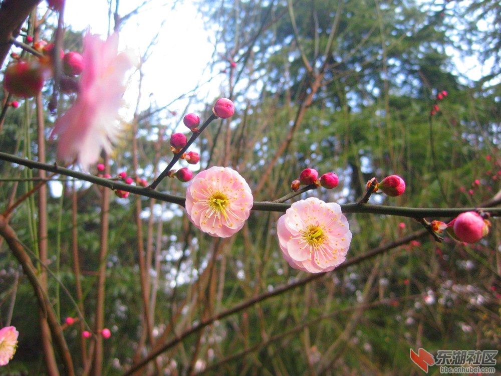 A迎春红梅1.jpg