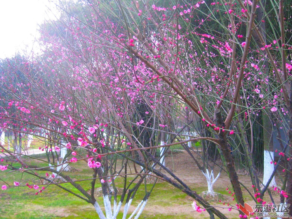 A迎春红梅6.jpg