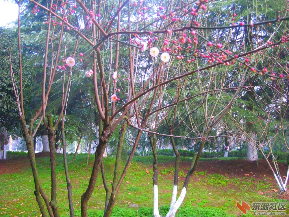 A迎春红梅2.jpg